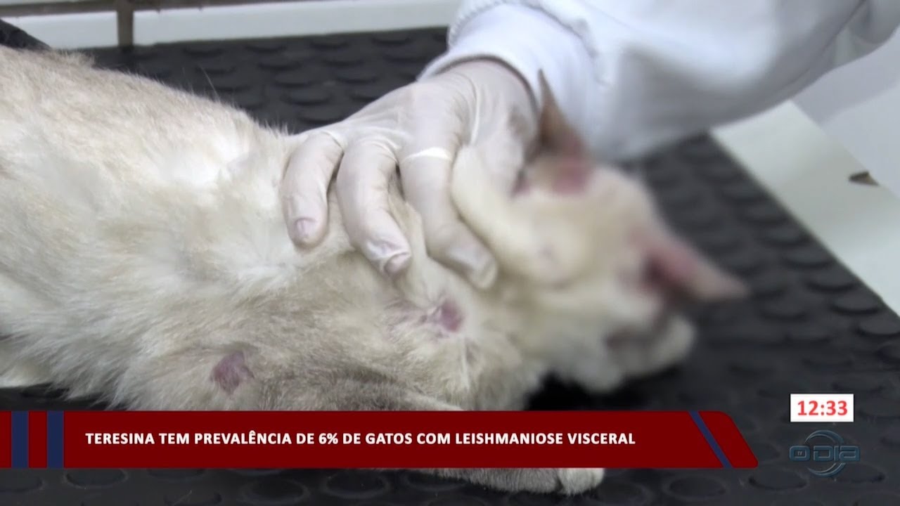 Leishmaniose Visceral atinge vários gatos em Teresina 28 08 2023