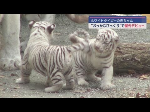 海外作家様作　アートドール　ホワイトタイガーの赤ちゃん 海外作家様作 アートドール ホワイトタイガーの赤ちゃん
