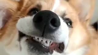 Funny Dogs Compilation by Wild Wild Pets 43 views 5 years ago 3 minutes, 4 seconds