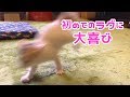 子猫のぽてとにラグをプレゼントしてみた