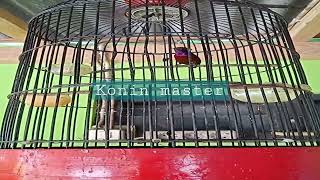 Download Lagu Konin Master Variasi#koninkbm MP3