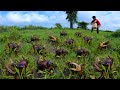 wow amazing fishing! a fisherman catch a lots of crabs in under grass at field by best hand