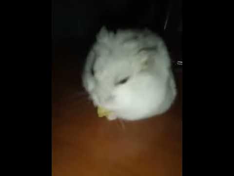 Хомяк ест сыр - YouTube