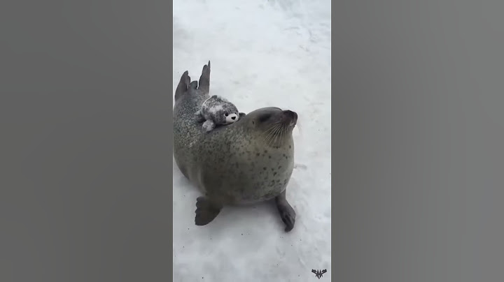A seal smacking its belly