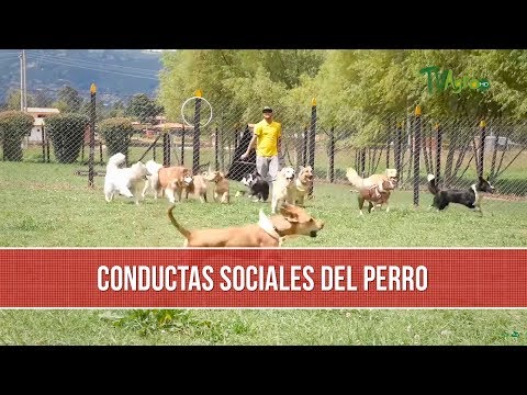 Video: Comportamiento del perro y agresión social