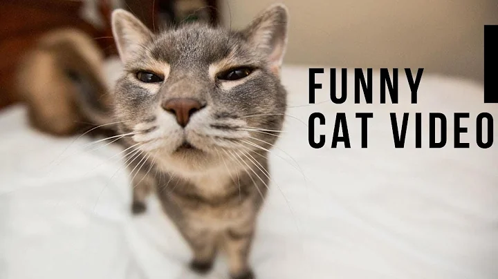 Video 11870481: hilarious cat compilation, adorable cat compilation, funny cat