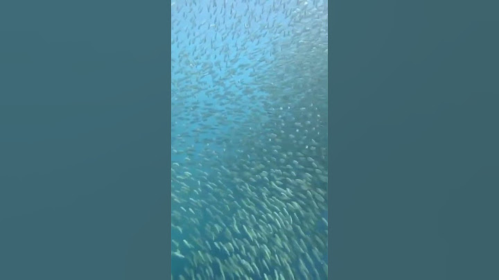 Swimming with Sardines #wow #amazing #cool #beautiful #sardinas #ocean #beach #fish #shortsvideo #yt