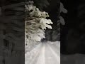 Winter forest #зима #snow #winter #лес #снег #night #niva #нива #offroad #небо