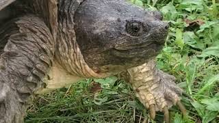 Snapping Turtle Walking Through Island Park by CheesyCheetah 51 views 7 months ago 2 minutes, 6 seconds