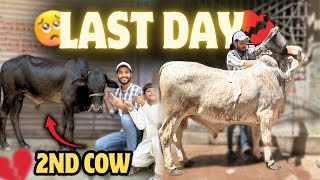 Finally 2nd cow 🐮 le li 🥰sheeru ko Nila diya #family #cow #familyvlog
