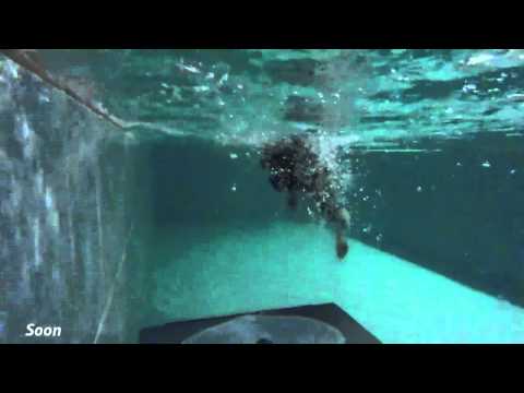 Videó: Hidroterápia, Vízterápia és úszás Kutyák Számára: Előnyök, Kockázatok és Megfontolandó Dolgok