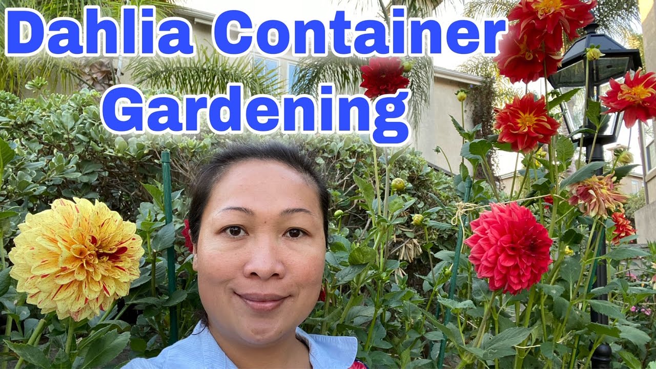 Dahlia Container Gardening|Planting Dahlias in Pots| Evelyn's California Garden and Home - YouTube
