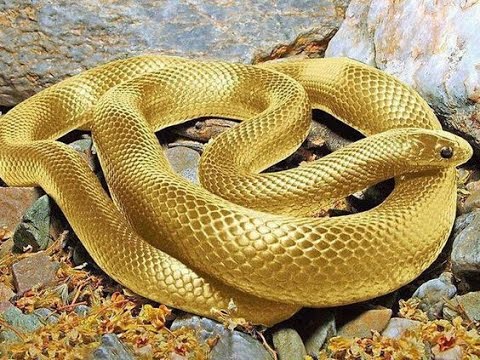 Vídeo: Serpente Marinha - Visão Alternativa