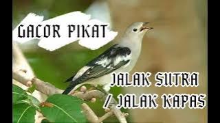 Jalak Kapas, Jalak Sutra | Suara Ngerol Cocok Buat Pancingan.
