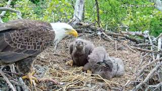 Glen Hazel (Hays) Eagles-GH4 swallows whole opossum leg bone! 🫣 04-30-2026