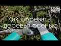 Как правильно обрезать деревья осенью