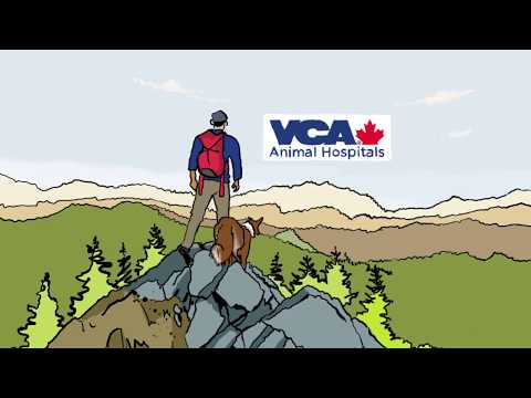 VCA Employee Experience