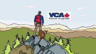 VCA Employee Experience