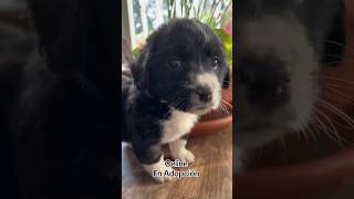 Celine en adopción #adopcion #vidaconperros #puppy #perros #dog #doglover #animal