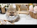 [세이블포메라니안입양] 모색이 예쁜 아기 포메라니안 ~ A baby Pomeranian with particular color~ Mp3 Song