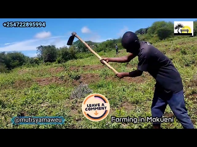 How farming Kivalua is done in Kambaland Makueni county class=