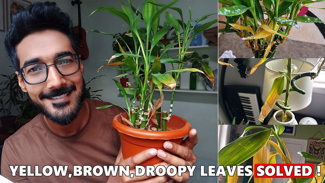 How to Take Care of Bamboo Plant at Home: Ultimate Care Tips