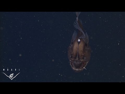 The anglerfish: The original approach to deep-sea fishing