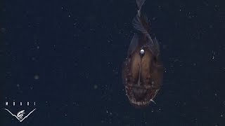 The anglerfish: The original approach to deepsea fishing