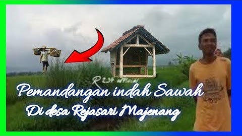 KEINDAHAN ALAM PESAWAHAN ⁉️  Sore hari di sawah di desa Rejasari Majenang Cilacap