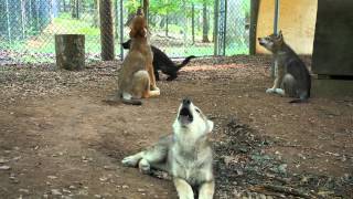 See and Hear Four Gray Wolf Puppies Howling!