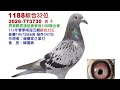 鴿養家企業社-全台獨家首拍會2026-773730斑母，本身1188鴿會五關綜合32位。#恆盟賽鴿網 #鴿養家企業社#完翔鴿#拍賣鴿
