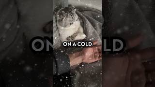 Will Melt Your Heart  cat
