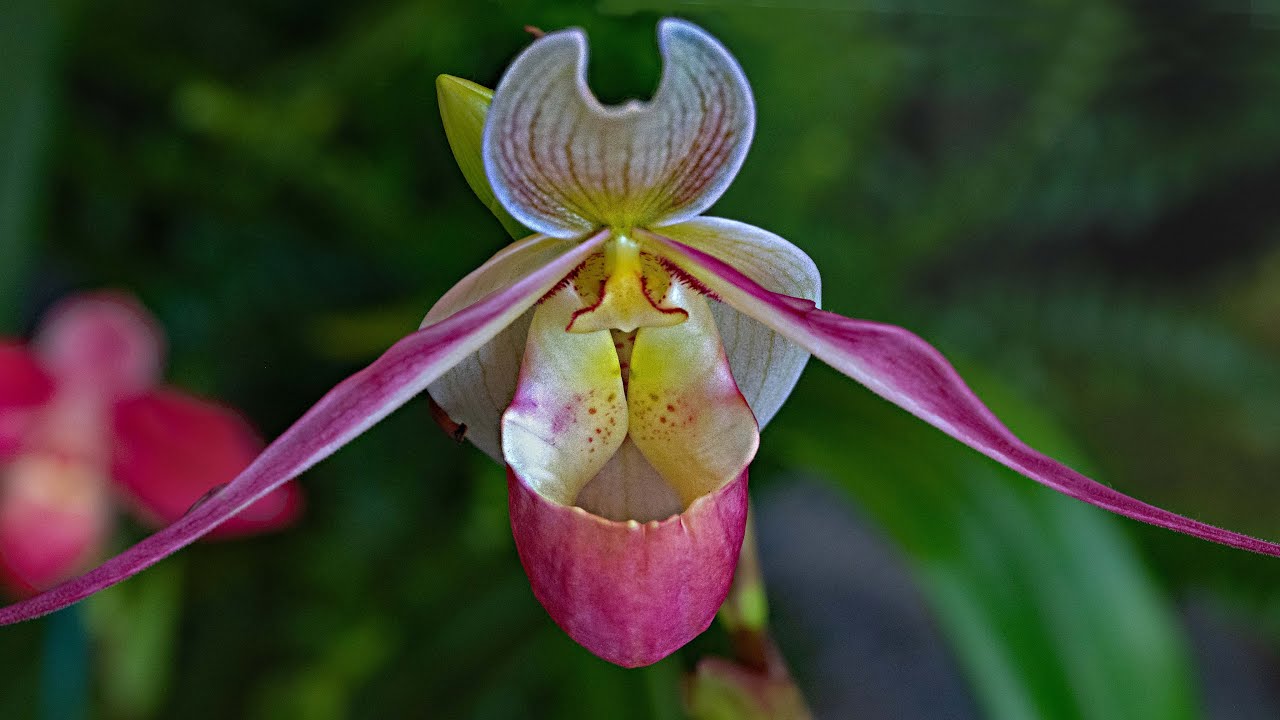 The Beauty of Orchids