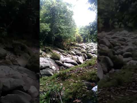 Video: Batu Hidup