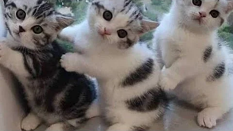 Video 6863331: persiancat persiankitten cat, persiancat persians, persian cat male kitten, persiancat cat pets, persian cat kitten cute, persian cat male female, beautiful persian male cat, fish persian cat, persian cat domestic, cat breed, nice cat