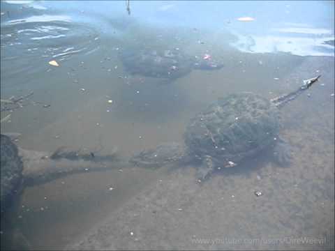 Snapping Turtles Swimming Up to Us