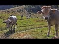 Coram  biodiversit domestique montagnarde  la vache gasconne  tv izard esprit des pyrnes