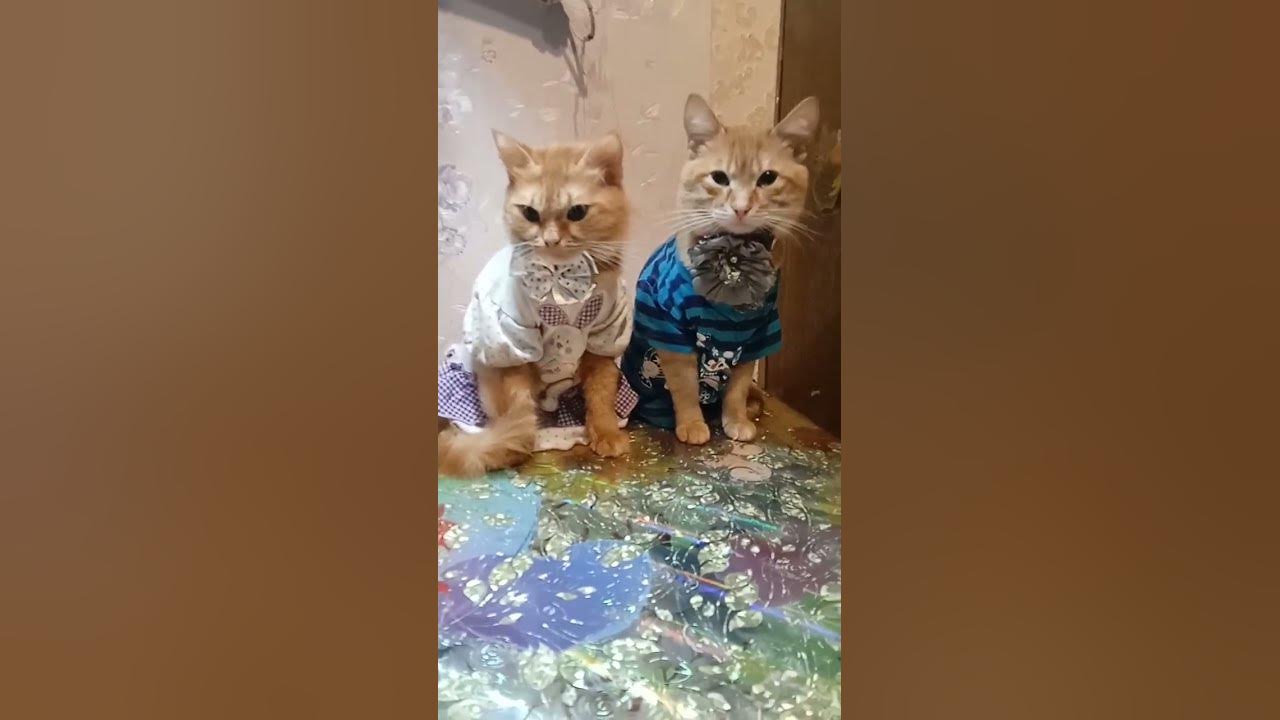 What do cats like to eat???Write in the comments 👇 YouTube
