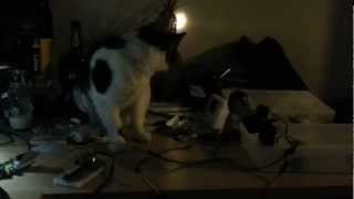 Muddy The Cat Vs Servo With Torch