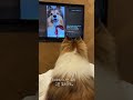 텔레비전에 내가 나왔지멍 🙌📺  #강아지 #puppy #반려견 #셀티