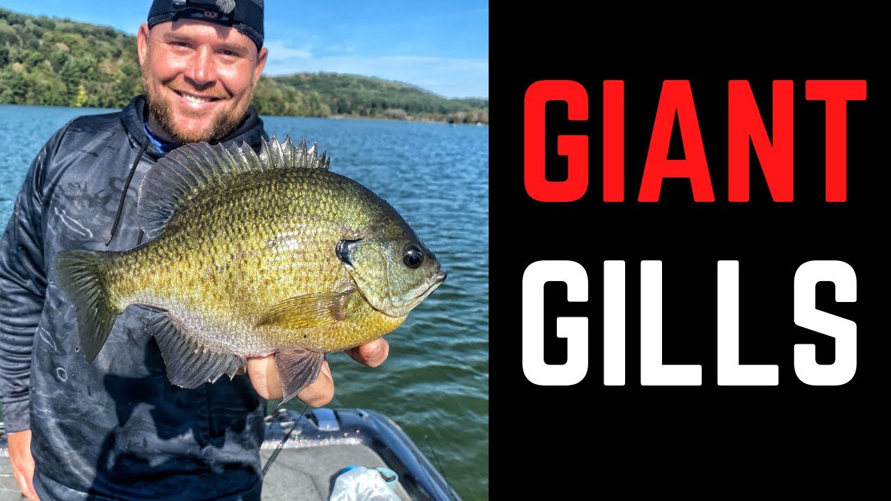 Fishing for GIANT Bluegills using Garmin Livescope YouTube