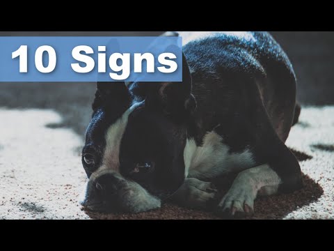Video: 10 Cara Cara Menghilangkan Sakit Bersama Boston Terrier Anda