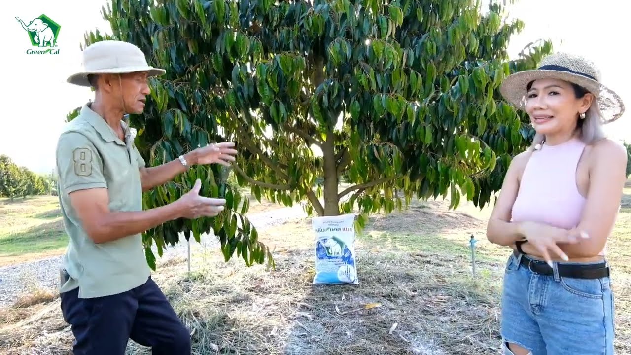 Green Cal | EP.6 ลุงตี๋บอกต่อการใช้ยิปซัมกรีนแคลแมกในทุเรียนเล็ก #การใช้กรีนแคล แมก