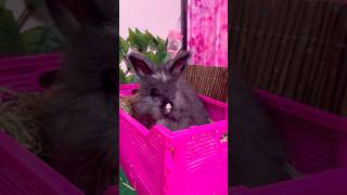 FINALLY SHE MEET HER NEW HOME 🥰 #angora #baby #rabbitbreeds #adorable #cute #fluffy #bunny #fyp