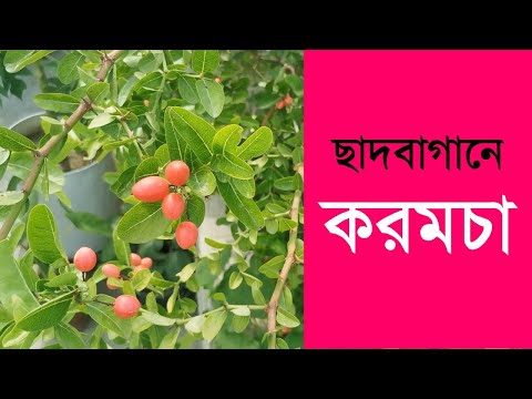 ভিডিও: হাইড্রেঞ্জা রোপণ এবং যত্ন (38 টি ছবি): বাগানে হাইড্রঞ্জার বাইরে কীভাবে যত্ন নেওয়া যায়? কিভাবে এটি বাড়িতে রোপণ এবং বৃদ্ধি?