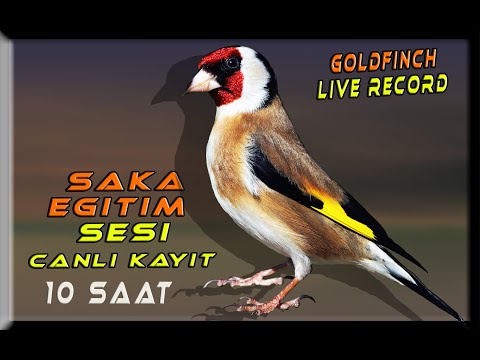 Saka Sesi Canlı Video Kaydı 10 Saat