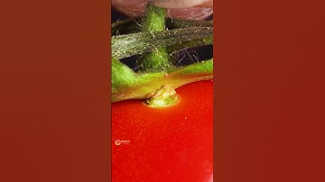 Tomato in Macro ASMR Video so satisfying OMG