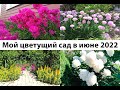 Что цветет в начале июня в моем саду! погода в июне в городе Лиски Воронежская область.