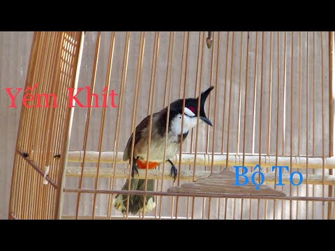 Video Yếm Khít Bộ To Bản Đuôi Lớn Chim Vừa Tách Hàng Bb Cho... - youtube
