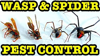 Redback Spider & Wasp Nest Roundup Summer Pest Control In Australia EDUCATIONAL VIDEO by leokimvideo 8,066 views 3 months ago 22 minutes